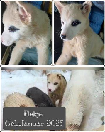 Husky pups ter adoptie, asielhondjes, geen broodfok beschikbaar voor biedingen