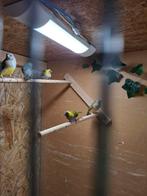 Kleine cubavinken 2025, Dieren en Toebehoren, Vogels | Overige Vogels, Meerdere dieren, Tropenvogel
