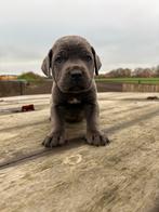 Cane corso pups te koop!, Rabiës (hondsdolheid), Overige rassen, 8 tot 15 weken, Meerdere
