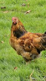 Wyandotte krielhanen gratis, Dieren en Toebehoren, Pluimvee, Mannelijk, Kip