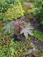 Wonderboom,  ricinus, Tuin en Terras, Volle zon, Eenjarig, Zomer, Ophalen