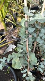 Eucalyptus twee soorten hoog 100 cm prijs 9,95 op is op, Volle zon, Vaste plant, Bloeit niet, Ophalen