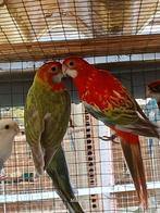rosella, Dieren en Toebehoren, Vogels | Parkieten en Papegaaien, Meerdere dieren, Parkiet, Geringd