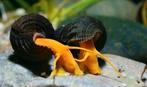 Tylomelania golden en yellow slakken., Dieren en Toebehoren, Slak of Weekdier, Zoetwatervis