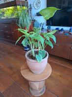 Cadaue tip Aronkelken in terracota pot, Ophalen