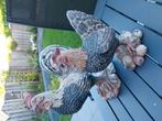 Kip en haan., Dieren en Toebehoren, Pluimvee, Meerdere dieren, Kip