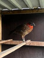 Temminck Tragopaan Haan 2025, Dieren en Toebehoren, Mannelijk, Kip