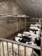 19 stuks BB kruisling starters, Dieren en Toebehoren, Meerdere dieren, 0 tot 2 jaar