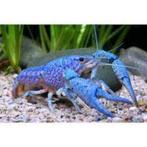 Blauwe Florida kreeften, Dieren en Toebehoren, Vissen | Aquariumvissen, Kreeft, Krab of Garnaal, Zoetwatervis