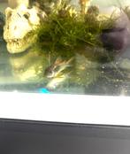 corydora aeneus, Dieren en Toebehoren, Vis