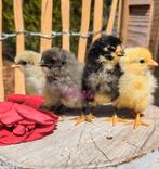 Broedeieren kleurleggers groenleggers olijfleggers kippen, Dieren en Toebehoren, Pluimvee, Kip