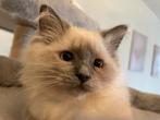 Ragdoll Blue Point kitten poesje te koop, Poes, Met stamboom