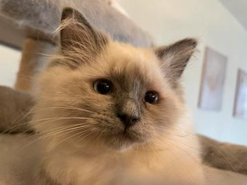 Ragdoll Blue Point kitten poesje te koop beschikbaar voor biedingen