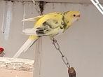 Te koop 2 koppels penant rosella's, Dieren en Toebehoren, Meerdere dieren, Parkiet, Geringd