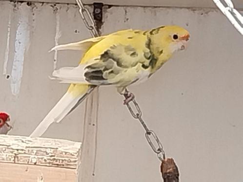 Te koop 2 koppels penant rosella's, Dieren en Toebehoren, Vogels | Parkieten en Papegaaien, Parkiet, Meerdere dieren, Geringd