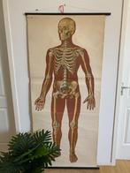 Vintage anatomische poster menselijk lichaam skelet Dresden, Verzamelen, Posters, Ophalen of Verzenden, A1 t/m A3, Zo goed als nieuw