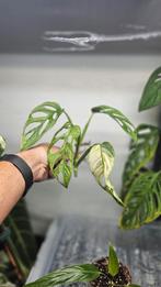 Monstera adansonii variegata, Ophalen of Verzenden