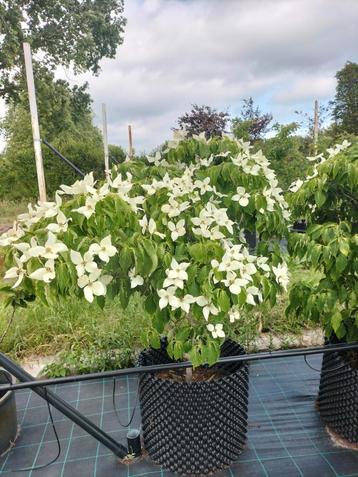Cornus in diverse soorten en maten beschikbaar voor biedingen