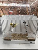 Gloster canary couple, Dieren en Toebehoren, Vogels | Kanaries, Meerdere dieren, Postuurkanarie