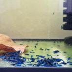 Blauwe | Blue Dream neocaridina garnalen AANBIEDING, Dieren en Toebehoren, Kreeft, Krab of Garnaal, Zoetwatervis, Schoolvis