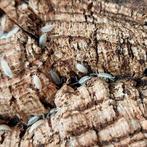 Mix Isopods aangeboden!, Dieren en Toebehoren, Overige soorten