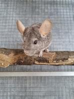2 Chincilla,s, Chinchilla, Geslacht onbekend, Mei, Tam