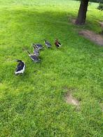 4 jonge Roodhals ganzen, Dieren en Toebehoren, Geslacht onbekend, Gans of Zwaan