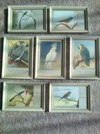 papagaaien lijstjes 10x15cm u, Ophalen of Verzenden, Hout, Minder dan 50 cm, Minder dan 50 cm