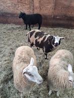 Mooie bonte Ram voor straks bij de ooien, Dieren en Toebehoren, Vrouwelijk, Schaap