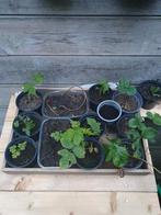 Frambozen en aardbei planten klein en groot, Tuin en Terras, Planten | Tuinplanten, Ophalen of Verzenden, Zomer, Volle zon
