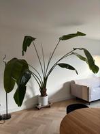 Strelitzia Nicolai incl pot, Ophalen, 200 cm of meer, Overige soorten, In pot