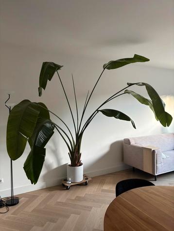 Strelitzia Nicolai incl pot beschikbaar voor biedingen