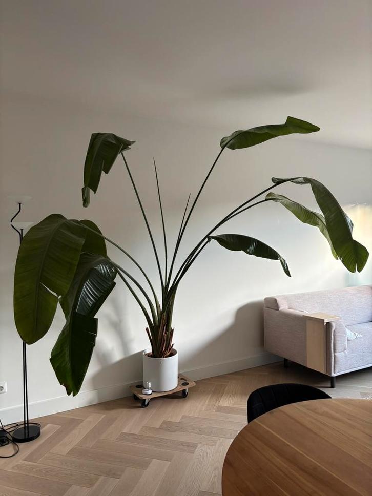 Strelitzia Nicolai incl pot, Huis en Inrichting, Kamerplanten, Overige soorten, 200 cm of meer, Volle zon, In pot, Ophalen