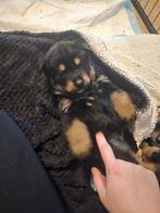 Rottweiler x husky pups, Dieren en Toebehoren, Meerdere, Meerdere dieren, Rottweiler, Nederland