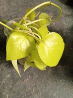 Stek Pothos Golden Neon, Ophalen of Verzenden, Overige soorten, Minder dan 100 cm