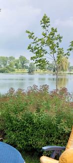 Japanse Spirea Struik 20 euro paarse bloemen uit te graven!, Ophalen, Volle zon, Vaste plant, Siergrassen