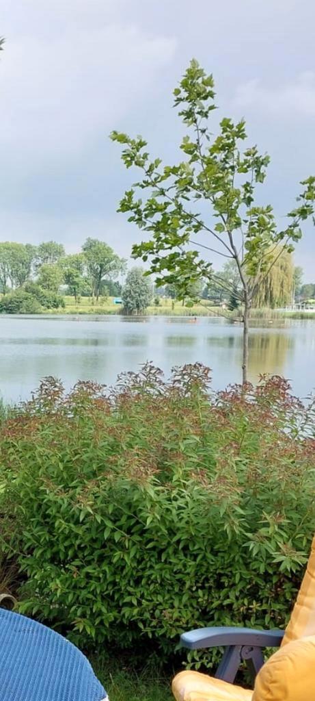 Japanse Spirea Struik 20 euro paarse bloemen uit te graven!, Tuin en Terras, Planten | Tuinplanten, Vaste plant, Siergrassen, Volle zon