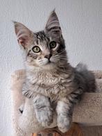 Maine Coon kater poes met hondachtig karakter voor lief huis, Dieren en Toebehoren, Katten en Kittens | Raskatten | Langhaar, Meerdere dieren
