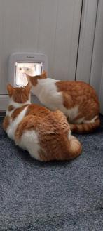 Kattenluik Kattendeur microchip chip - Eenvoudige bediening., Dieren en Toebehoren, Katten-accessoires, Ophalen, Nieuw