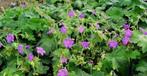 geranium Wlassovianum, Ophalen, Bodembedekkers, Volle zon, Vaste plant