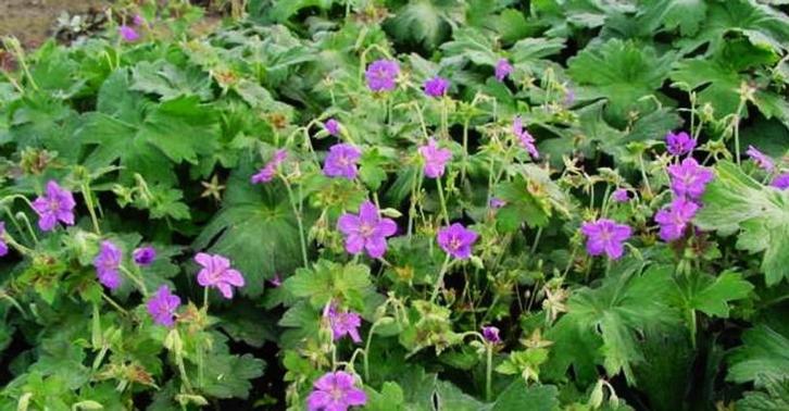geranium Wlassovianum, Tuin en Terras, Planten | Tuinplanten, Vaste plant, Bodembedekkers, Volle zon, Zomer, Ophalen