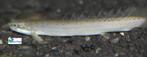 Polypterus senegalus, Dieren en Toebehoren, Vis, Zoetwatervis