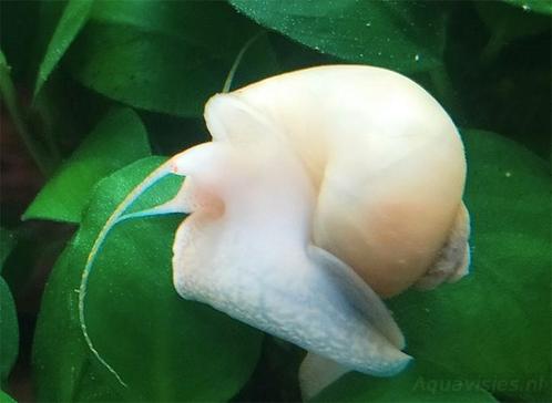 Appelslakken wit, Dieren en Toebehoren, Vissen | Aquariumvissen, Zoetwatervis, Slak of Weekdier