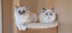 Ragdoll knuffelkater Doerak met Stamboom, Meerdere dieren, Met stamboom, 0 tot 2 jaar