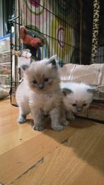 Prachtig ragdoll kittens %, Dieren en Toebehoren, Meerdere dieren, Gechipt, 0 tot 2 jaar