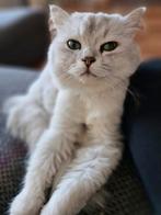 British long hair kat, Dieren en Toebehoren, Katten en Kittens | Raskatten | Korthaar, Poes, Met stamboom, 3 tot 5 jaar
