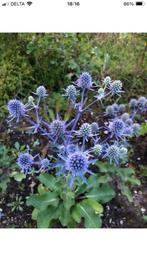 Zaden Eryngium planum, kleine kruisdistel, Ophalen of Verzenden, Volle zon, Zaad
