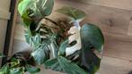 Monstera Deliciosa Variegata stekjes 4 halen 3 betalen!, Ophalen, Overige soorten, Minder dan 100 cm