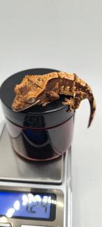 Jonge wimpergekko, Dieren en Toebehoren, Hagedis, 0 tot 2 jaar