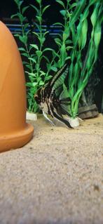 Koppel black marmer maanvis, Dieren en Toebehoren, Vissen | Aquariumvissen